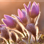 Екологія психіки і тривога у сучасному світі, пошук внутрішньої рівноваги. Obushna.pro