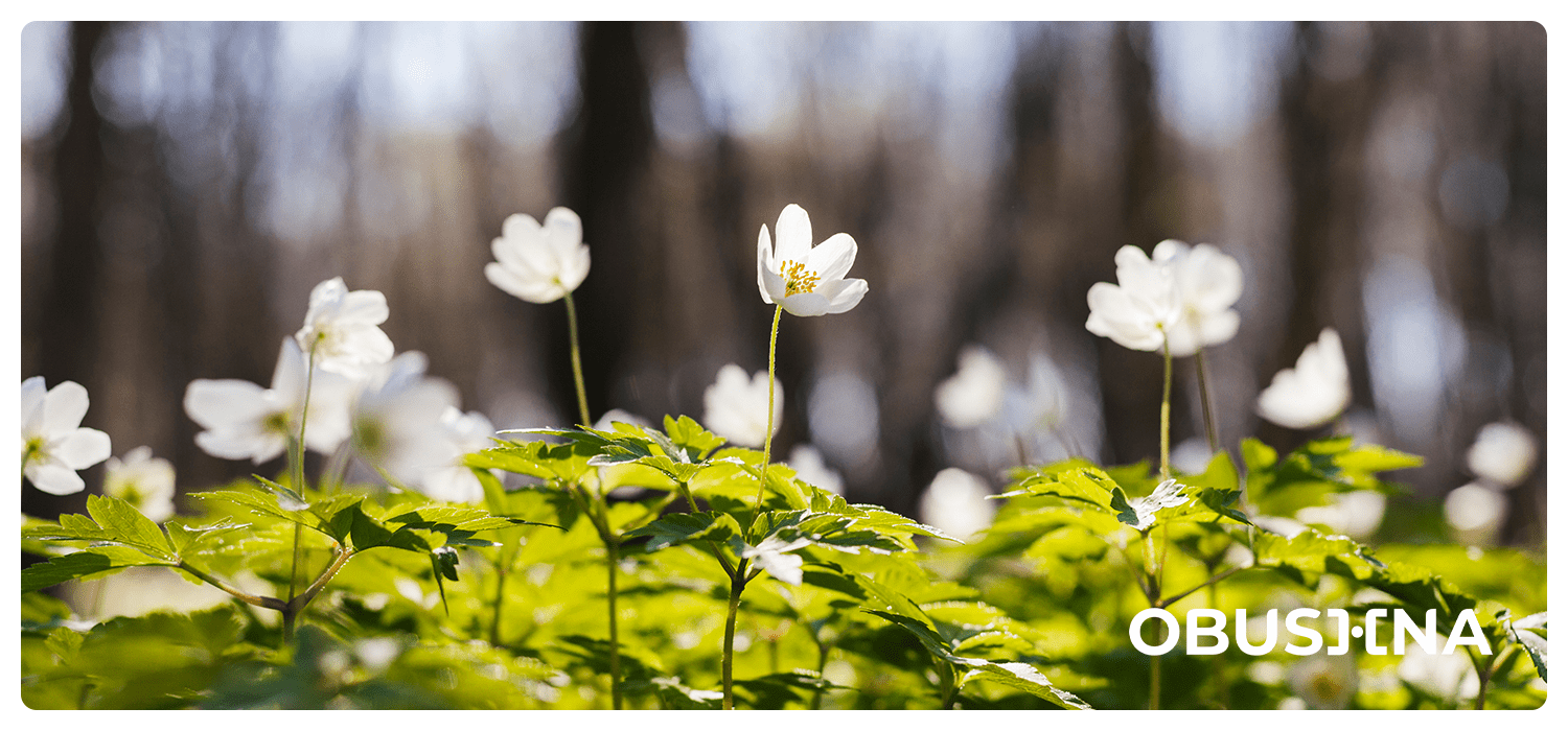 Тривожність і техніки самодопомоги для балансу Obushna.pro