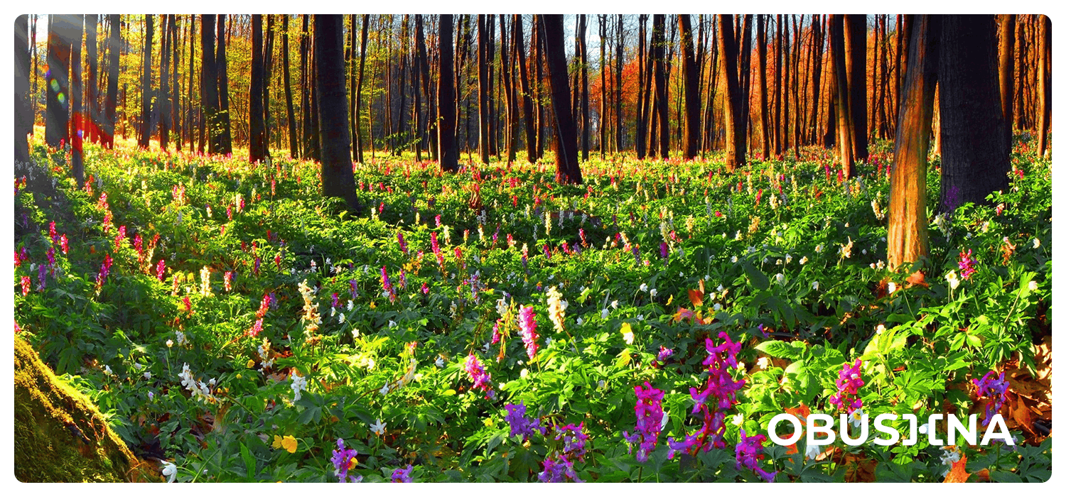Тихе звільнення: повернення ясності, ресурсу і балансу